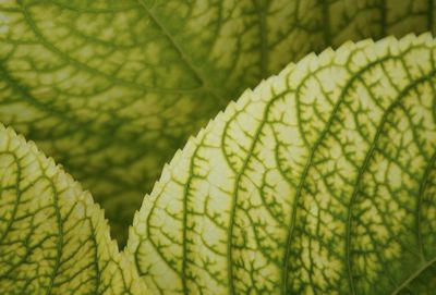 Full frame shot of leaf