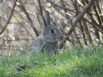 Close-up of a rabbit on field