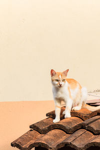 Cat sitting on wall