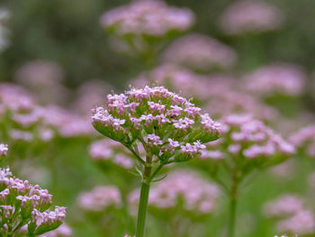 Close-up of pink flowering plant on field