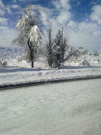 Trees on snow covered landscape