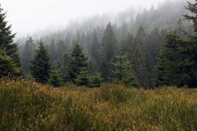 Cold foggy forest in national park harz. germany.