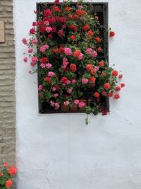 Pink flowering plants on wall