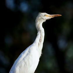 Close-up of a bird