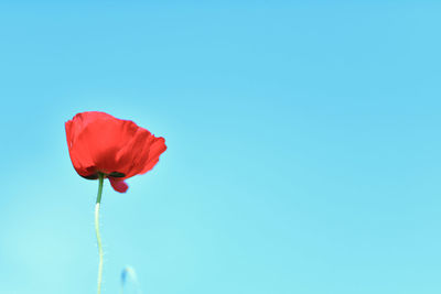 Close-up of red rose against blue sky