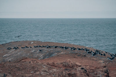 Scenic view of sea birds against sky