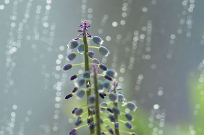 Close-up of plant