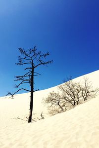 Bare trees on landscape against clear blue sky