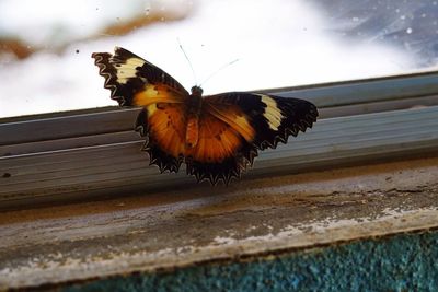 Close-up of butterfly