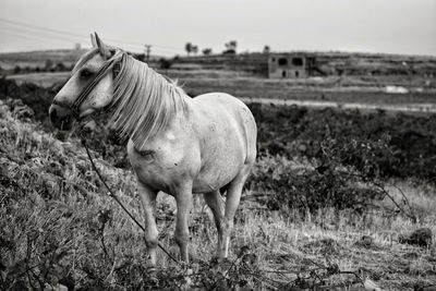 Horse standing in field