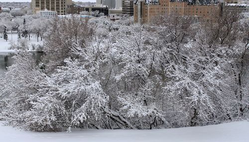 Snow covered trees by buildings during winter