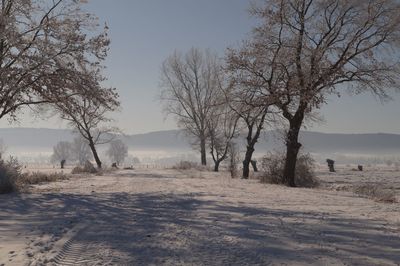 Bare trees on snow covered land against sky