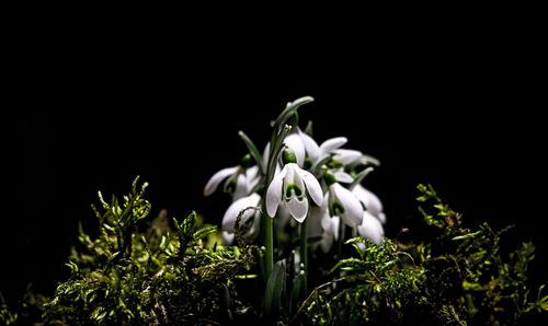 Close-up of flower against black background