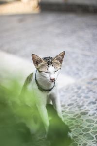 Portrait of cat sitting outdoors