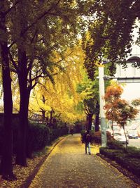 Narrow walkway along trees in park