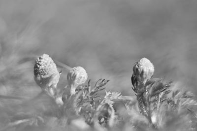 Close-up of flowering plant