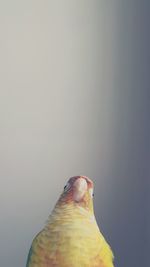 Close-up of parrot perching