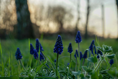 Close-up of purple flowering plant on field