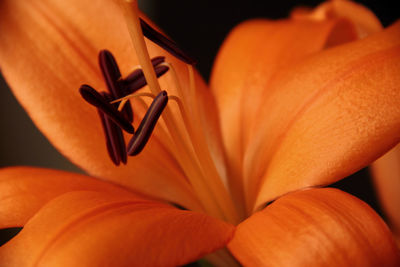 Close-up of orange flower