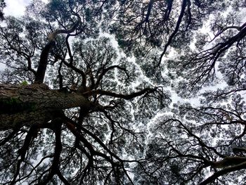 Low angle view of trees in forest