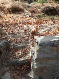 High angle view of lizard on rock