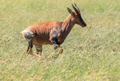 Deer standing on field