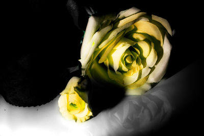 Close-up of rose