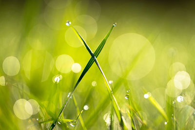 Close-up of water drops on leaf