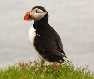 Close-up of bird perching on a rock