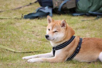 Dog sitting on a field