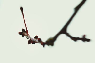 Low angle view of twigs