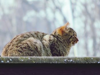 Close-up of a cat