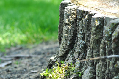 Close-up of tree trunk