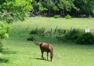 Horse grazing on grassy field