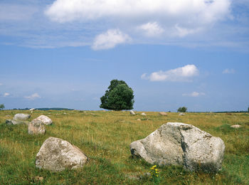 Rocks and tree on grassy field against sky