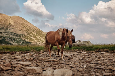 Horse standing on rock