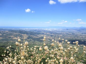 Scenic view of flowering plants on field against sky