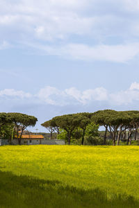 Scenic view of field against sky