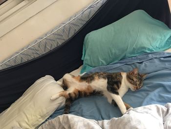 Cat sleeping on bed