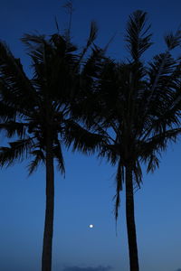 Low angle view of coconut palm tree against blue sky