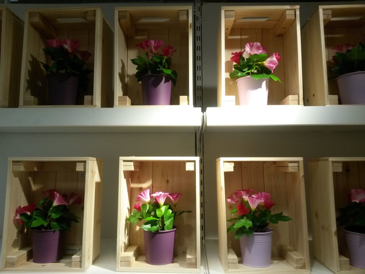 FLOWER POTS IN SHELF