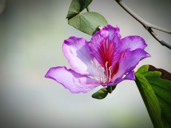 Close-up of flower growing outdoors