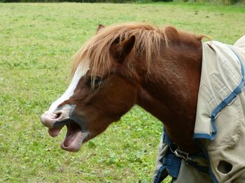 Close-up of a horse on field