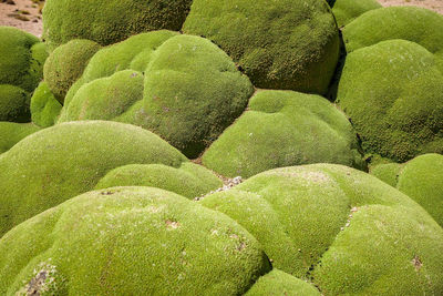 Full frame shot of green fruit