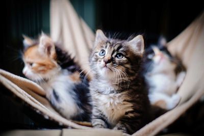 Kittens relaxing at home