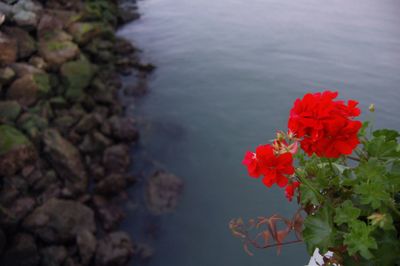 Close-up of pink flowers blooming outdoors
