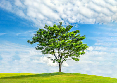 Tree on field against sky