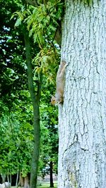 Close-up of squirrel on tree trunk