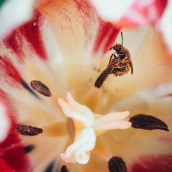 Close-up of red flower