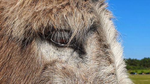 Close-up of donkey eye